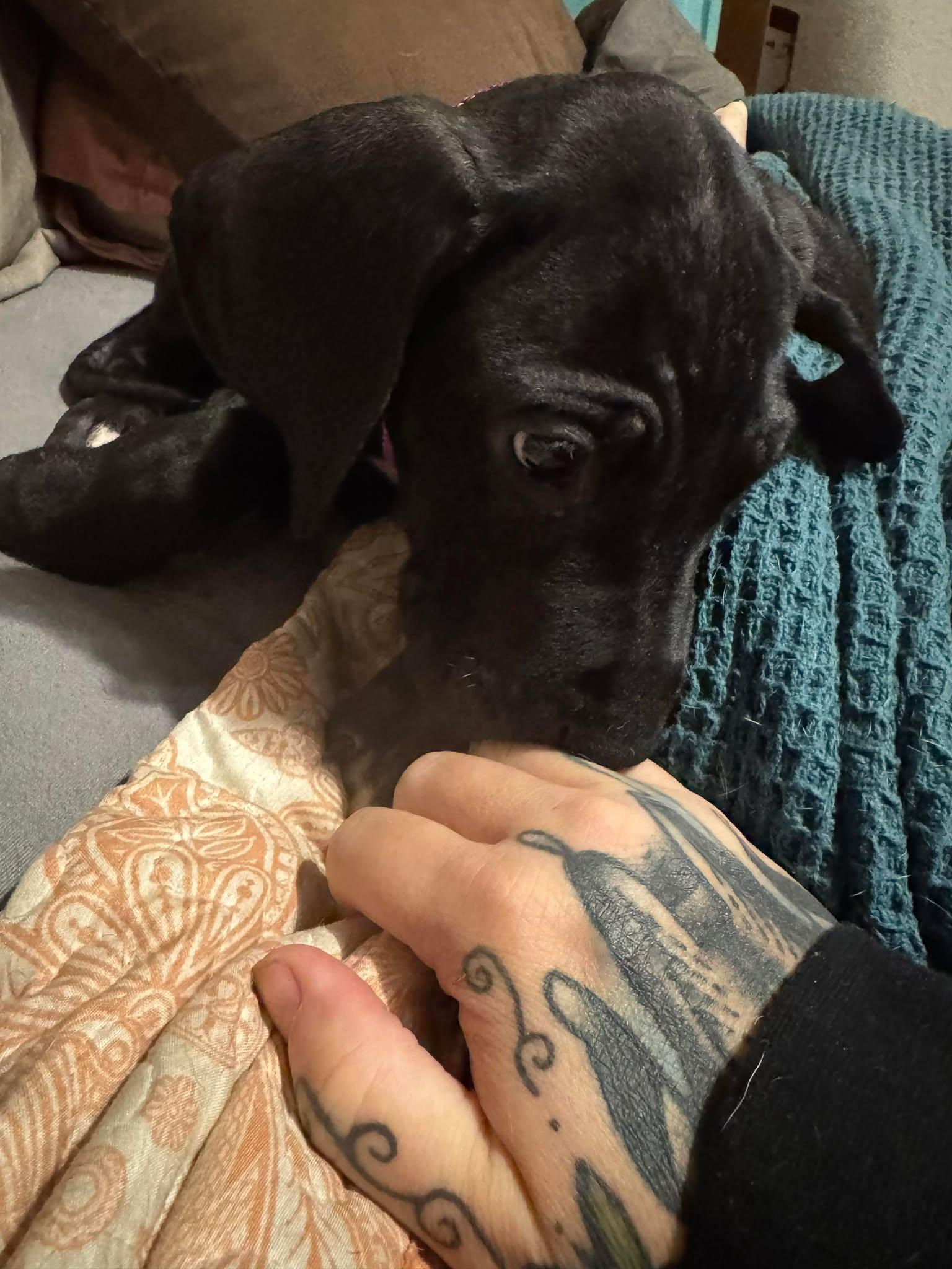 Enlarge Pearl, an adopted Great Dane in Lakeland, FL image 3/6