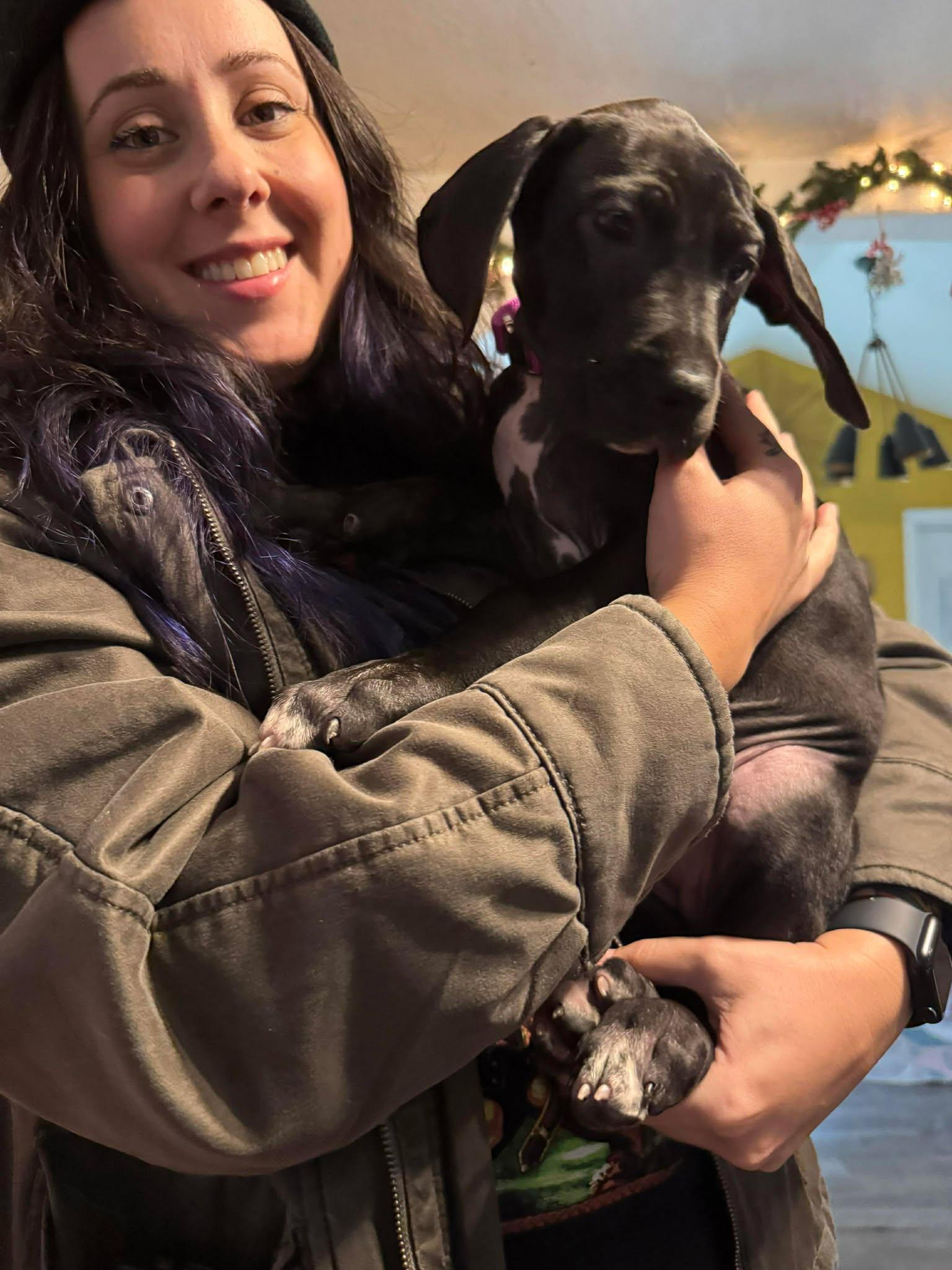 Enlarge Pearl, an adopted Great Dane in Lakeland, FL image 2/6