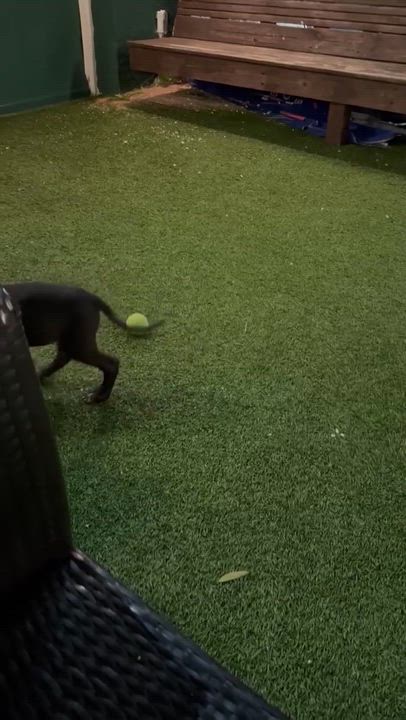 Enlarge Pearl, an adopted Great Dane in Lakeland, FL video 4/6