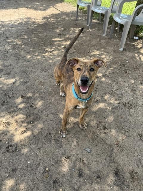 Odie, Adoptable, Puppy Male Plott Hound.