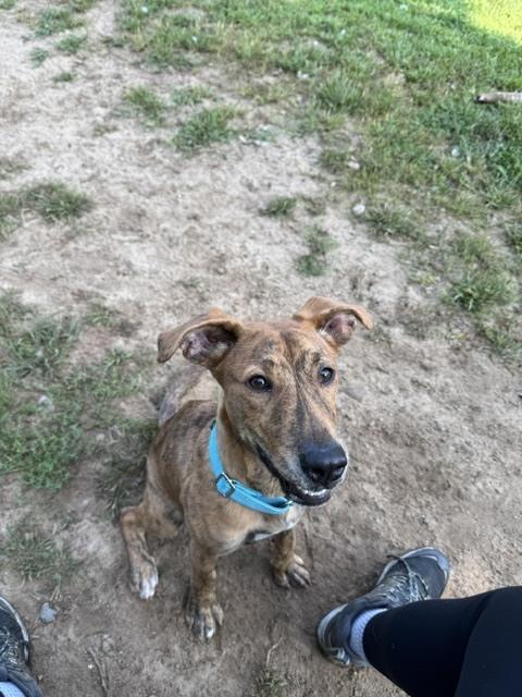 Enlarge Odie, a Adoptable mixed breed in Kalamazoo, MI image 2/6