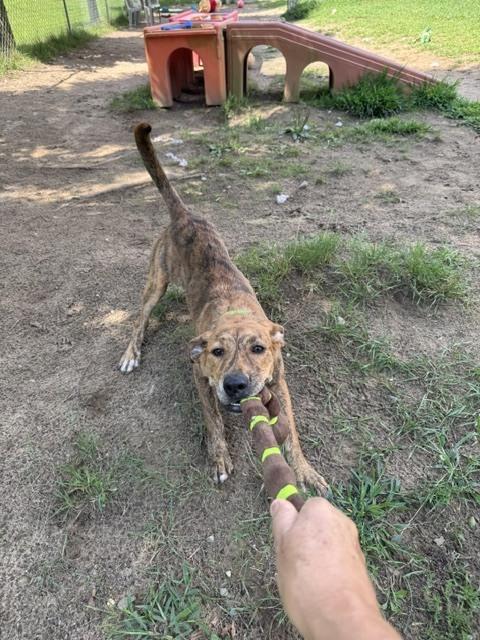 Enlarge Odie, a Adoptable mixed breed in Kalamazoo, MI image 3/6