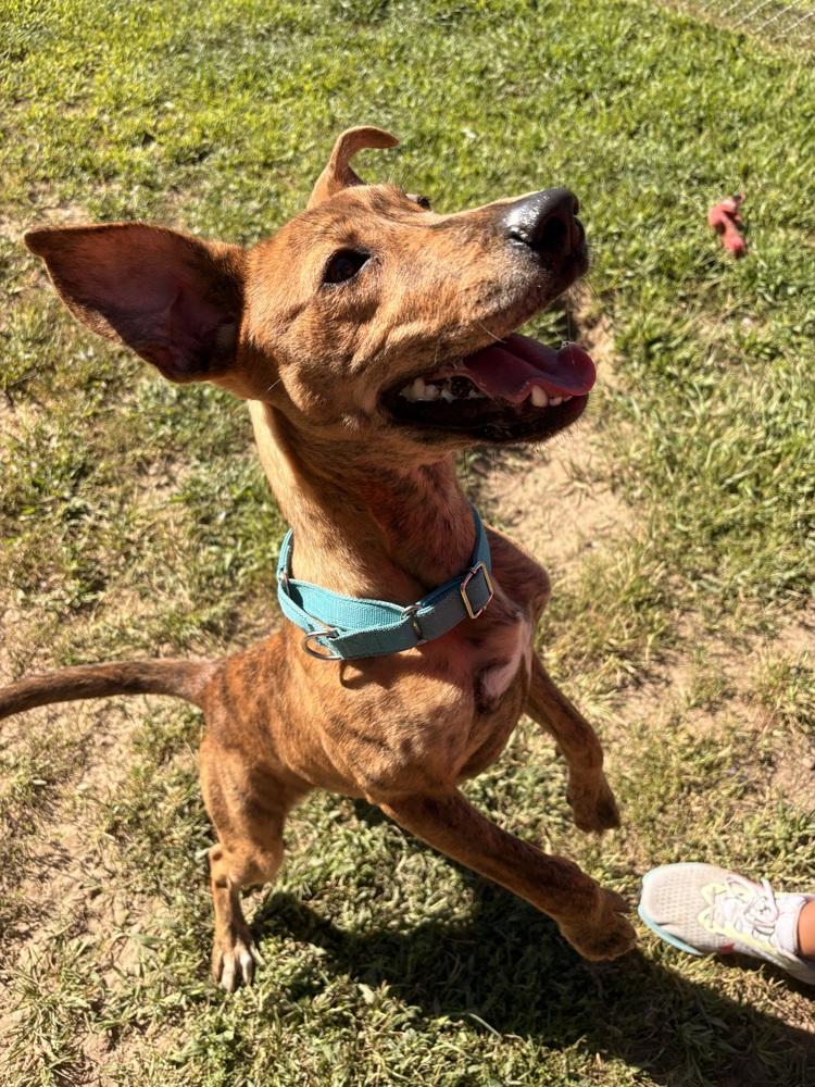 Enlarge Odie, a Adoptable mixed breed in Kalamazoo, MI image 4/6