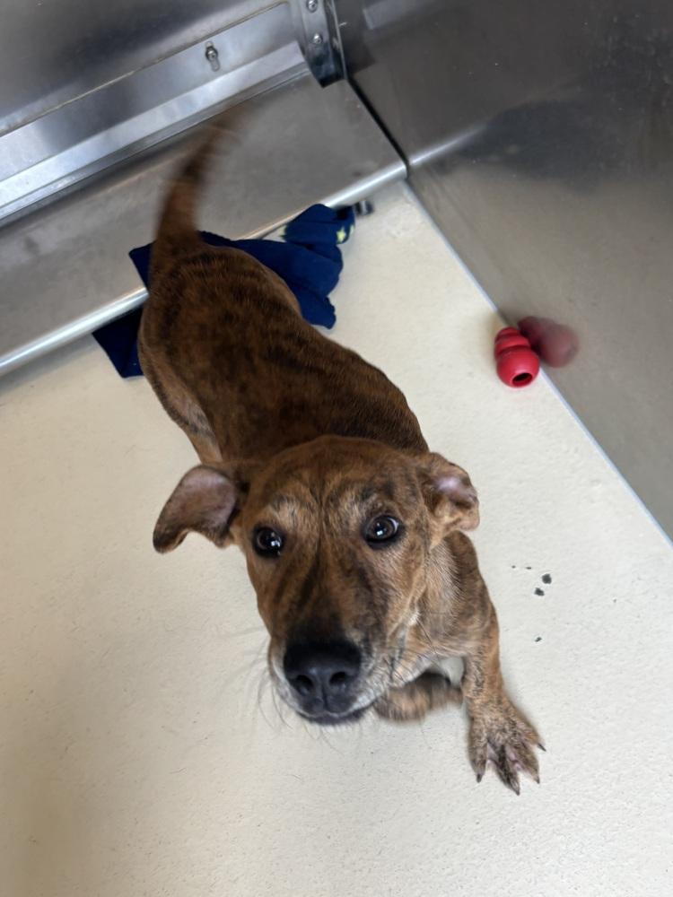 Enlarge Odie, a Adoptable mixed breed in Kalamazoo, MI image 5/6