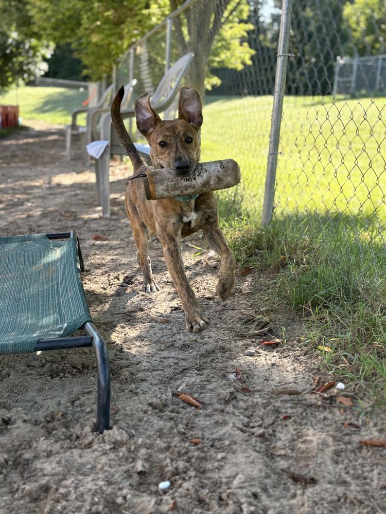 Enlarge Odie, a Adoptable mixed breed in Kalamazoo, MI image 6/6