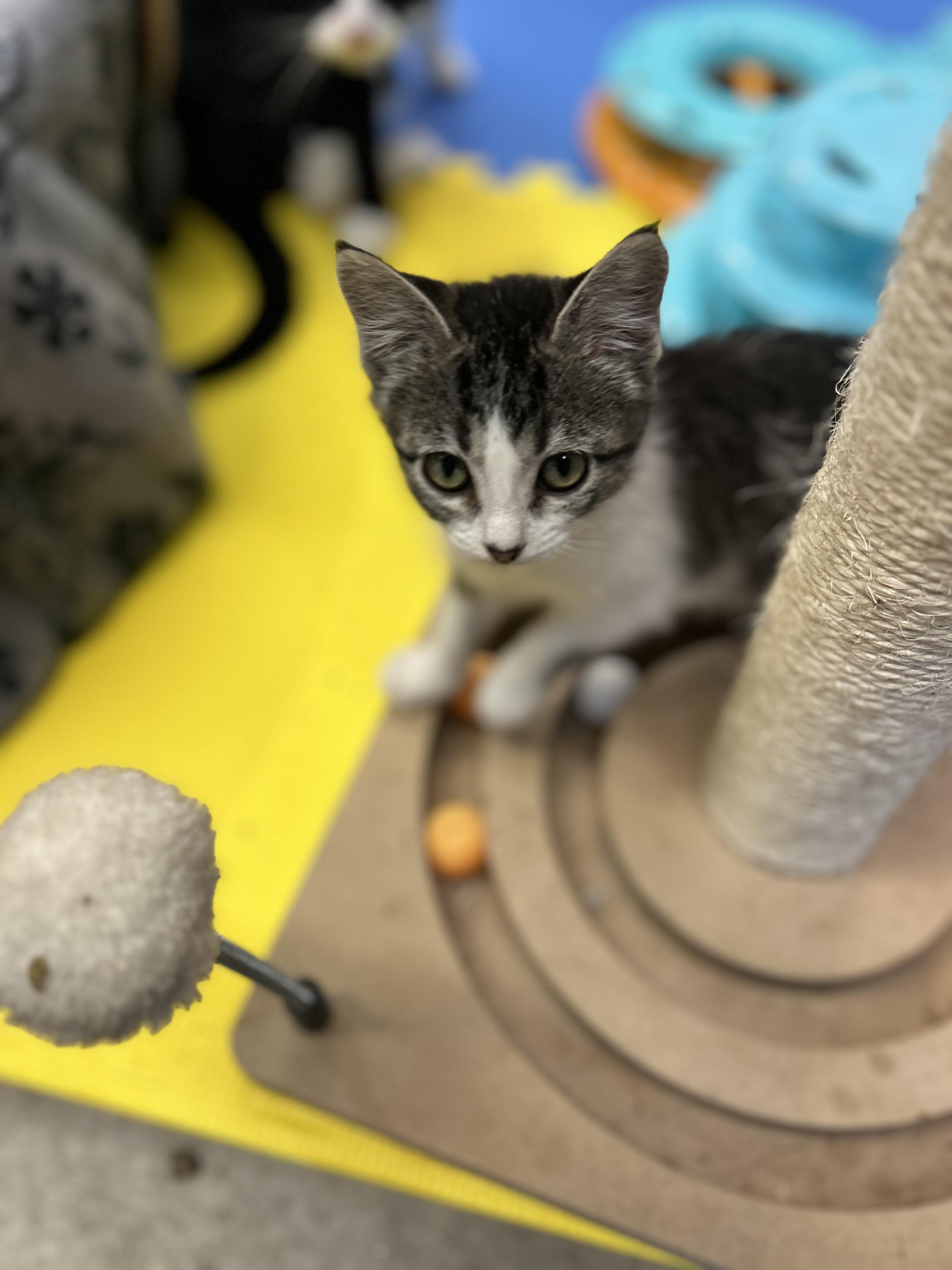 Pebbles, Adoptable, Young Female Domestic Short Hair.