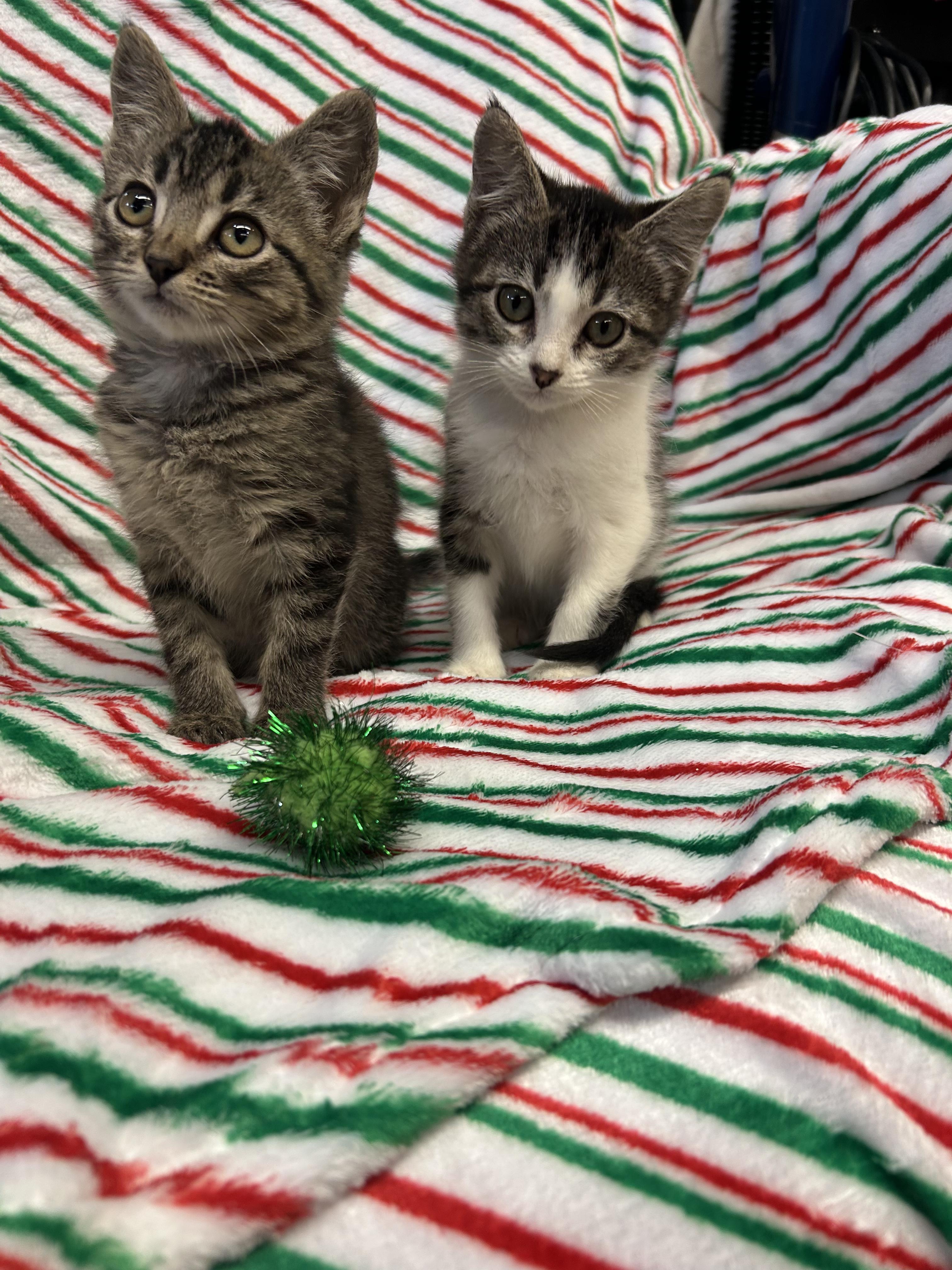 Enlarge Pebbles, a Adoptable Domestic Short Hair in Tillamook, OR image 2/6