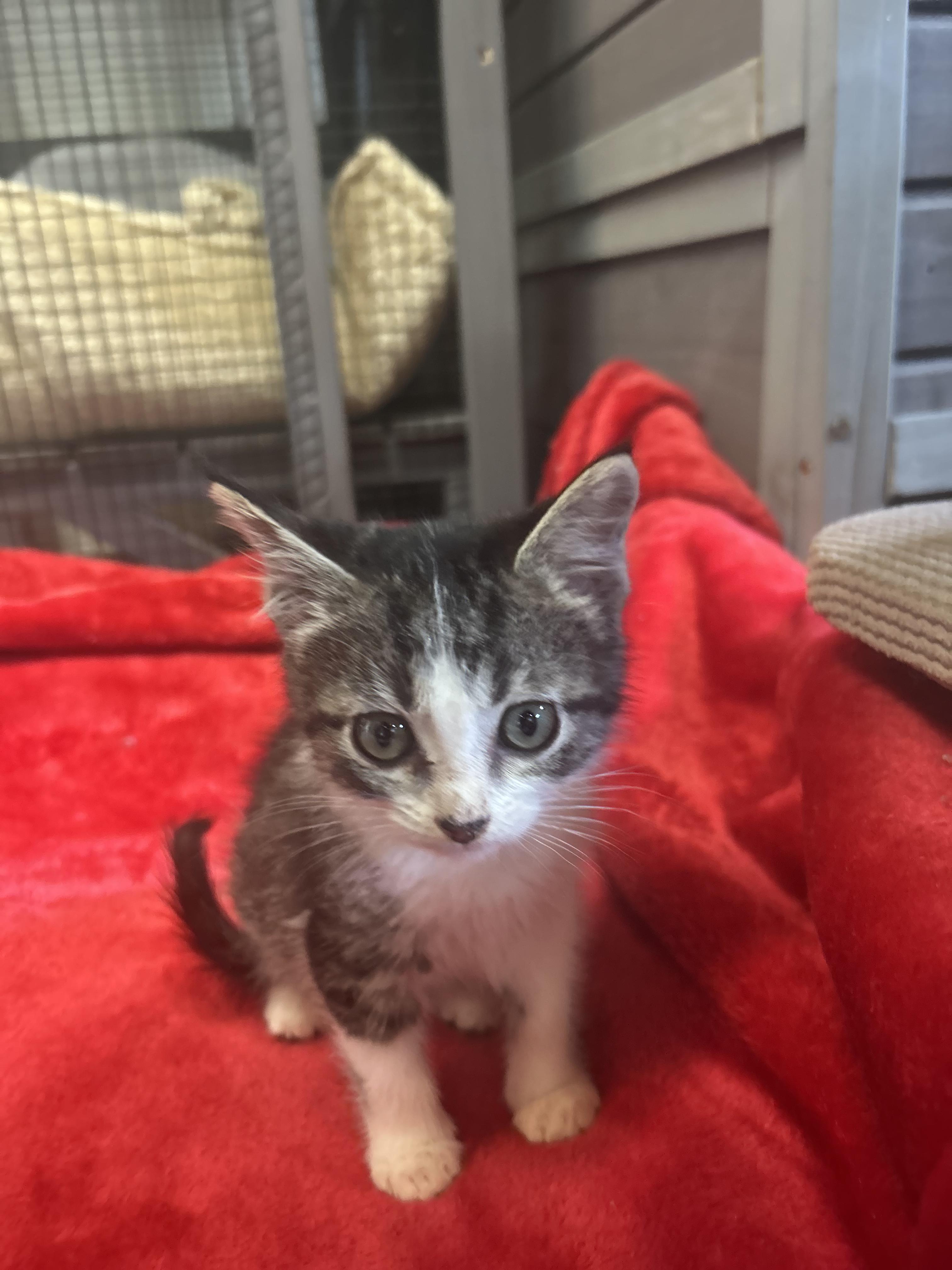 Enlarge Pebbles, a Adoptable Domestic Short Hair in Tillamook, OR image 3/6