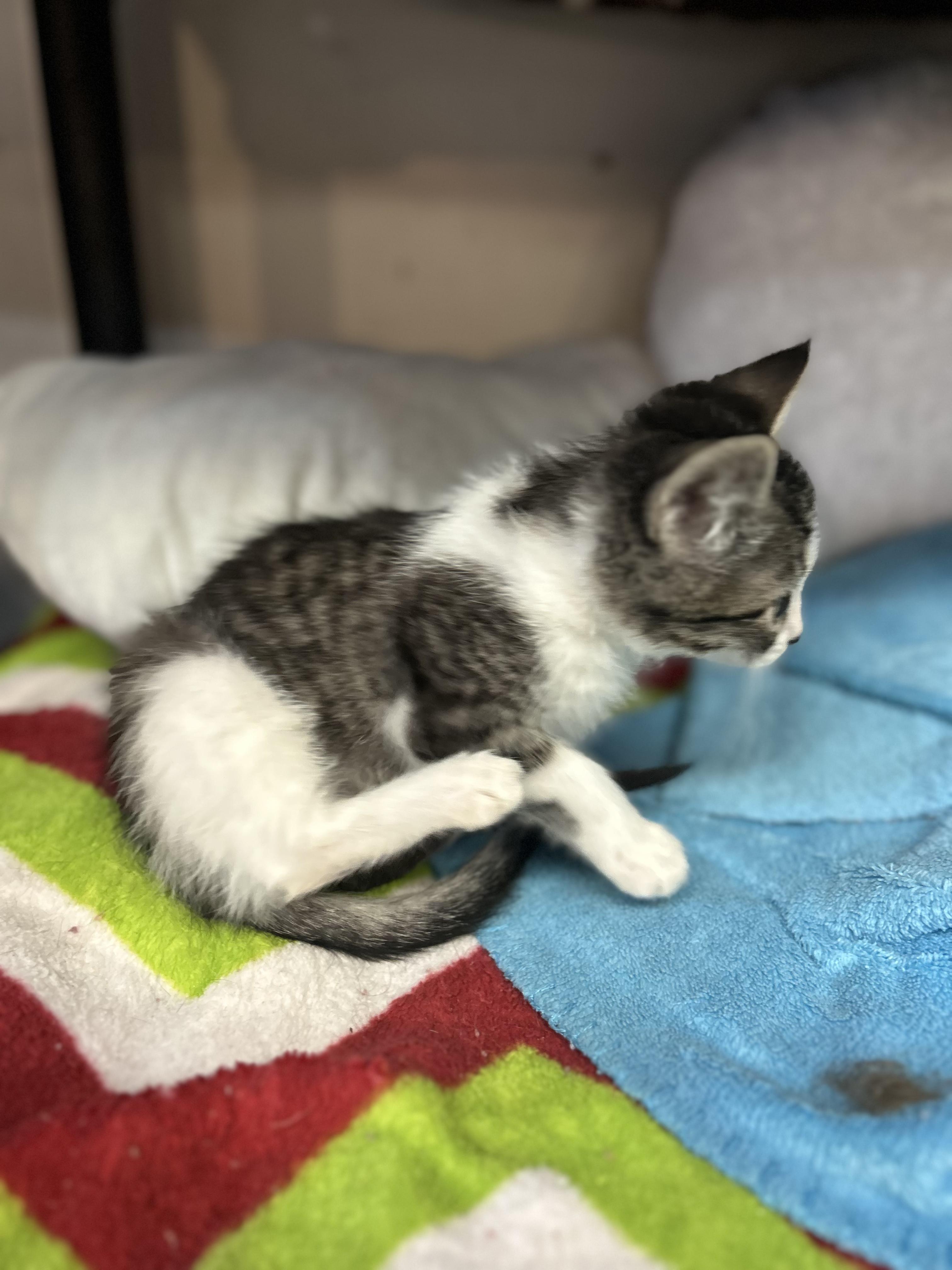 Enlarge Pebbles, a Adoptable Domestic Short Hair in Tillamook, OR image 4/6