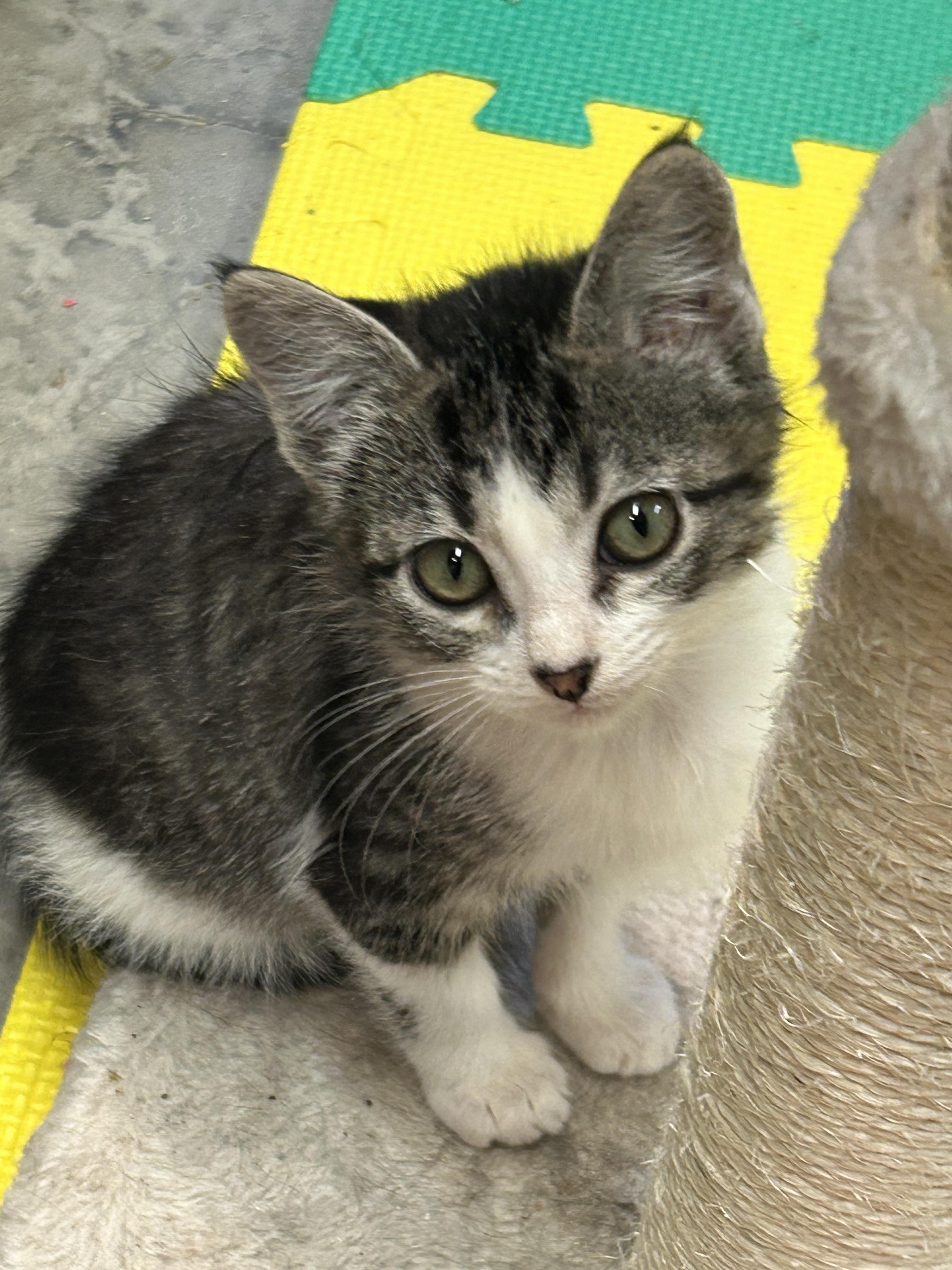 Enlarge Pebbles, a Adoptable Domestic Short Hair in Tillamook, OR image 5/6