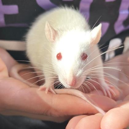 Enlarge Sourdough, a Adoptable Rat in Lansing, MI image 2/3