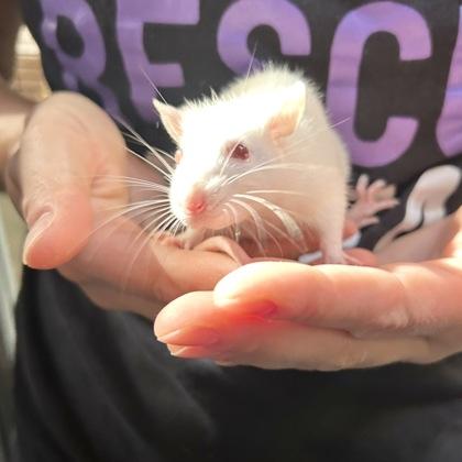 Enlarge Sourdough, a Adoptable Rat in Lansing, MI image 3/3
