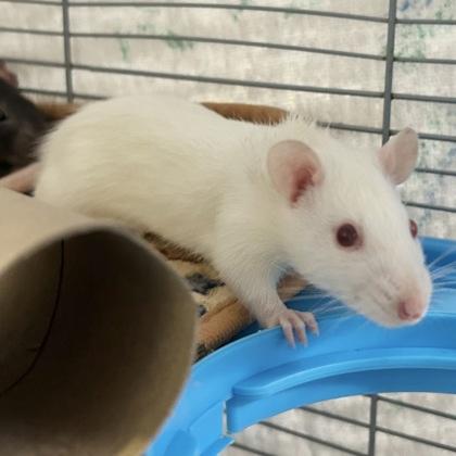 Enlarge Sourdough, a Adoptable Rat in Lansing, MI image 1/3