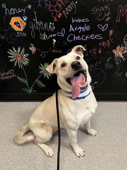 Enlarge Yukio, a Adoptable mixed breed in Chicago, IL image 1/3