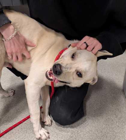 Enlarge Yukio, a Adoptable mixed breed in Chicago, IL image 2/3