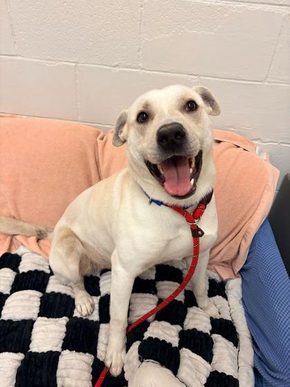 Enlarge Yukio, a Adoptable mixed breed in Chicago, IL image 3/3