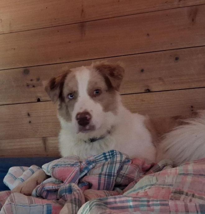 Enlarge Richie cs, a ADOPTABLE mixed breed in Columbia, MD image 3/4