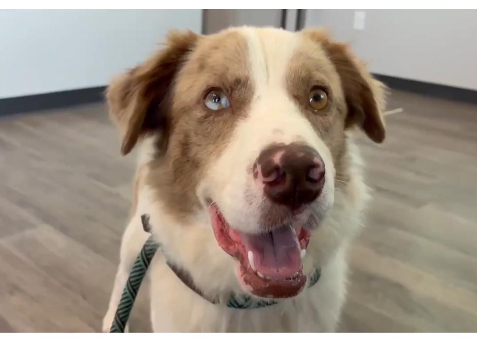 Enlarge Richie cs, a ADOPTABLE mixed breed in Columbia, MD image 2/4