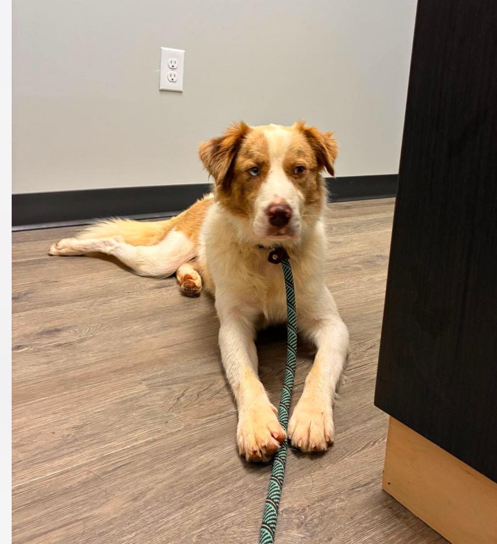 Enlarge Richie cs, a ADOPTABLE mixed breed in Columbia, MD image 1/4