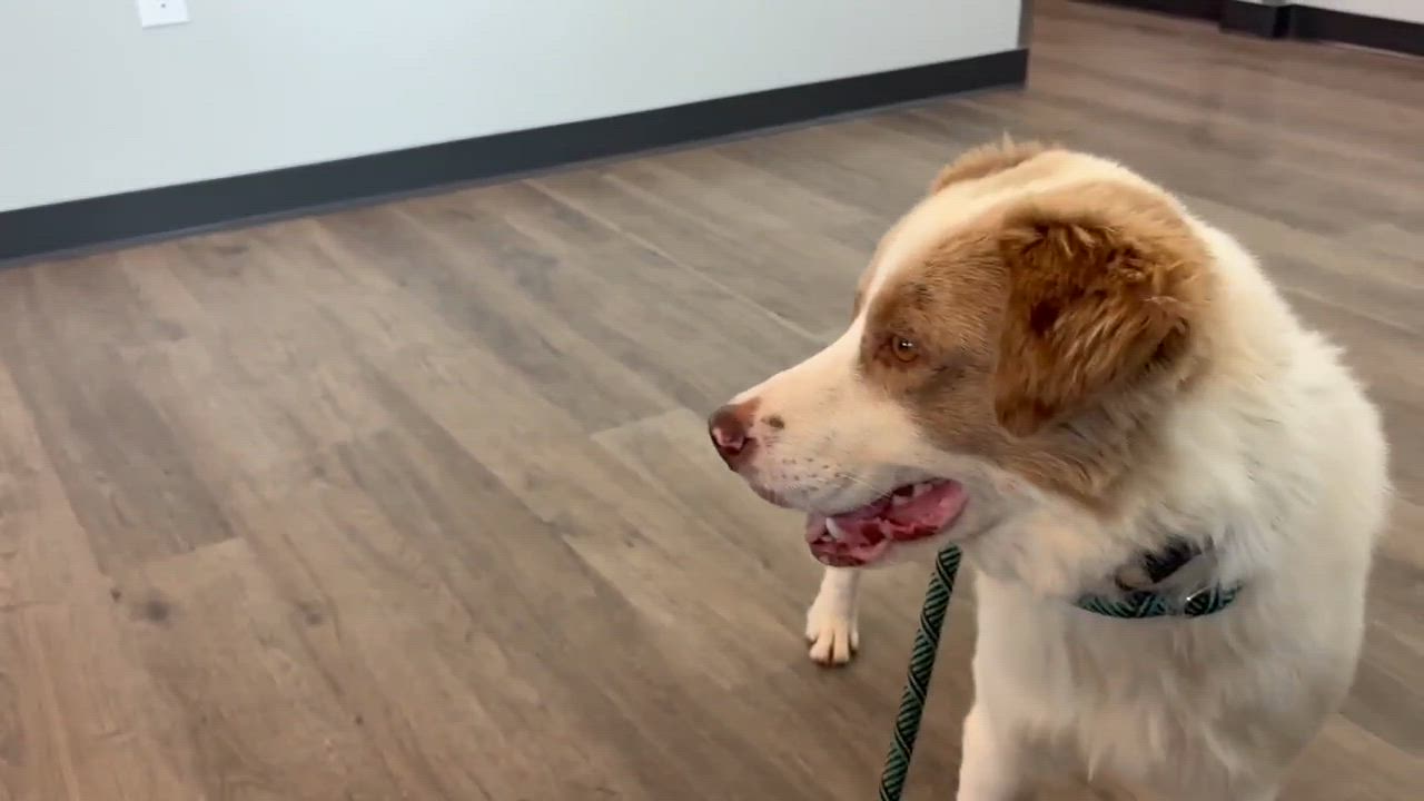Enlarge Richie cs, a ADOPTABLE mixed breed in Columbia, MD video 4/4