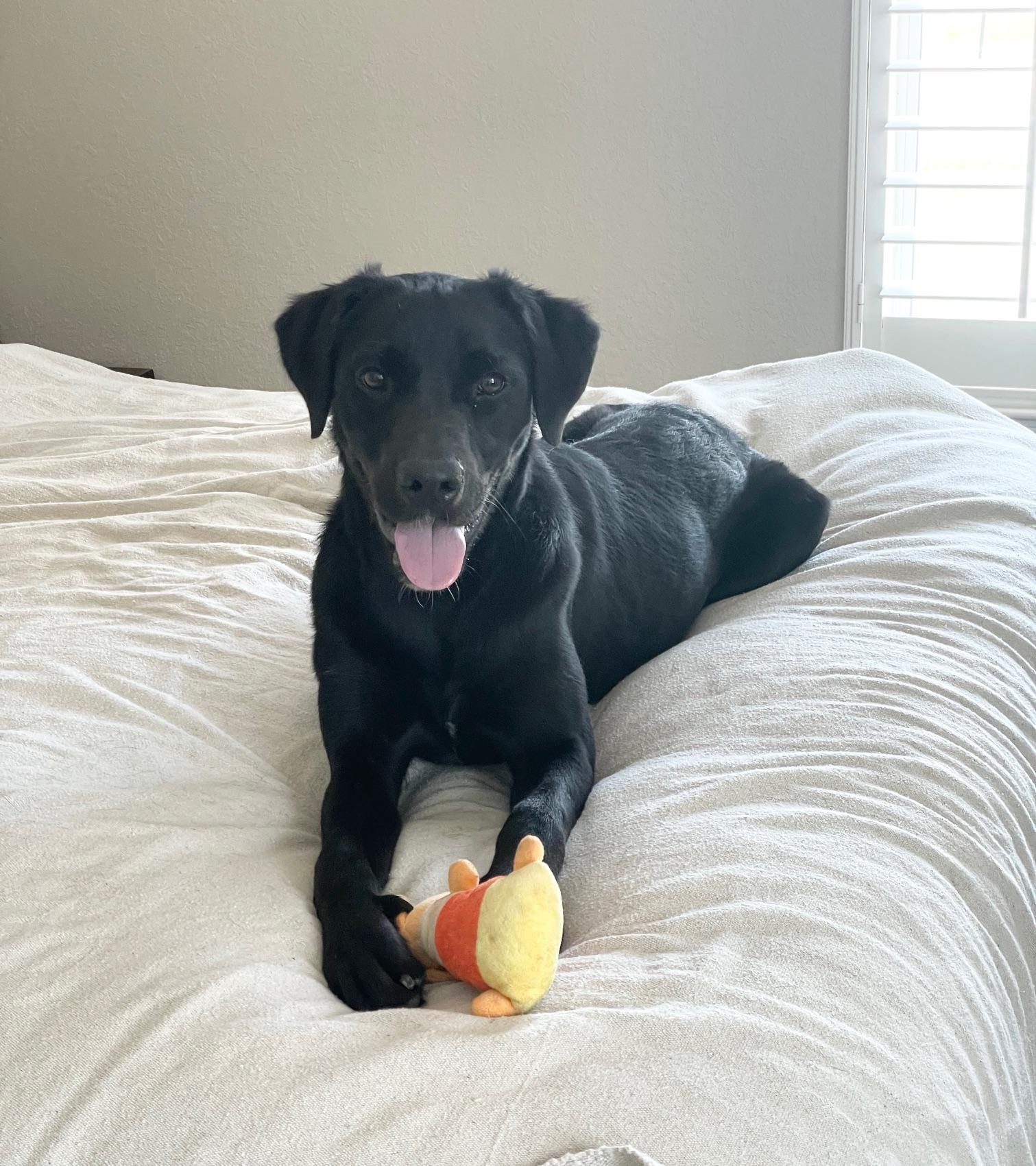 Enlarge amazing Circe, a ADOPTABLE mixed breed in West Hartford , CT image 3/5