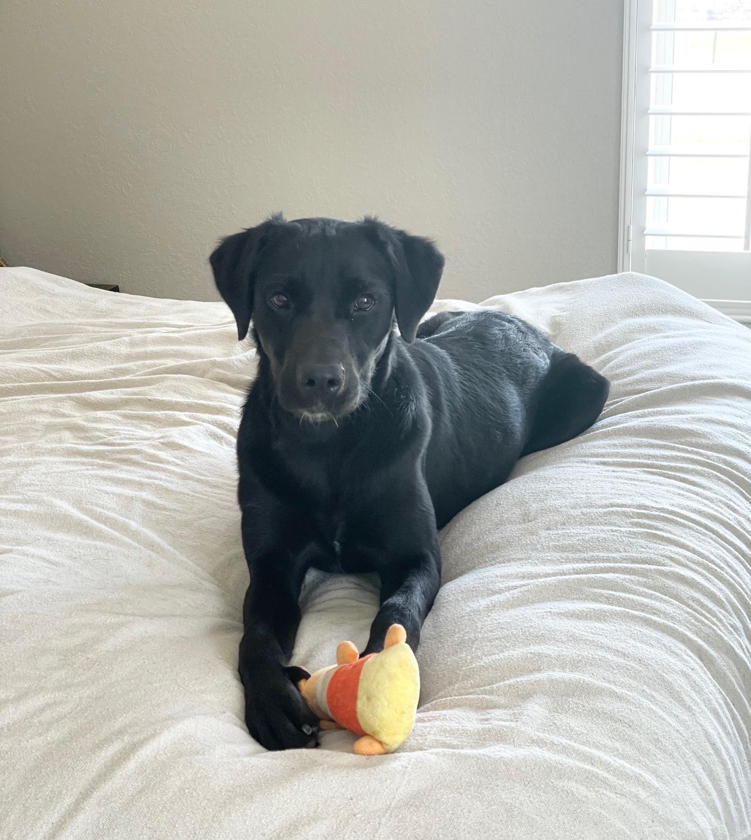 Enlarge amazing Circe, a ADOPTABLE mixed breed in West Hartford , CT image 2/5