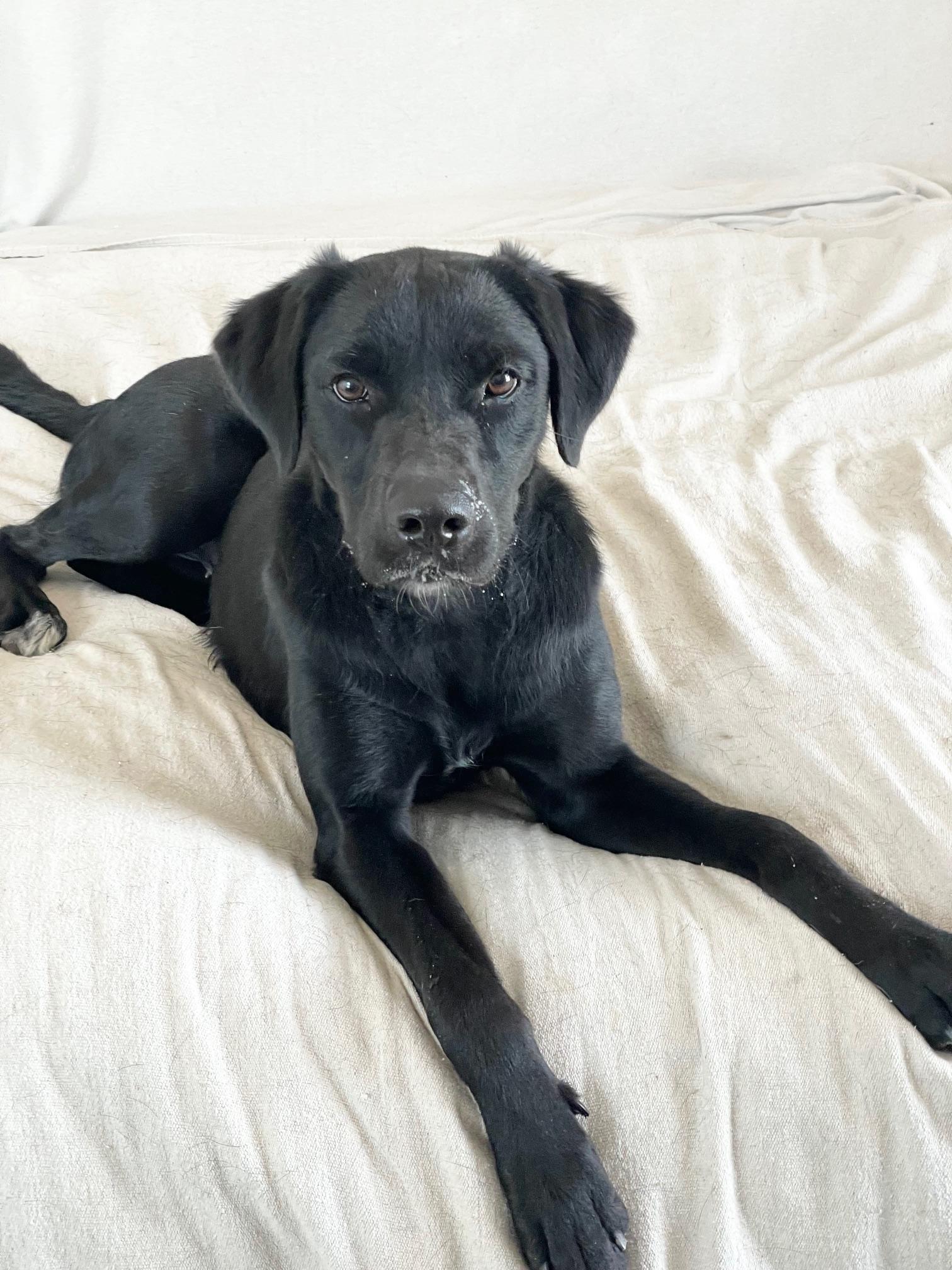 amazing Circe, ADOPTABLE, Young Female Black Labrador Retriever & Labrador Retriever.