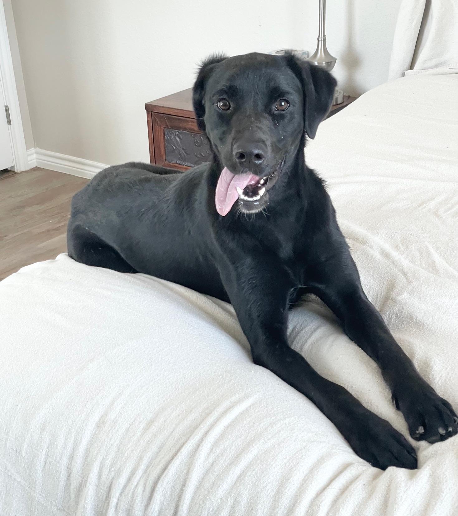 Enlarge amazing Circe, a ADOPTABLE mixed breed in West Hartford , CT image 5/5