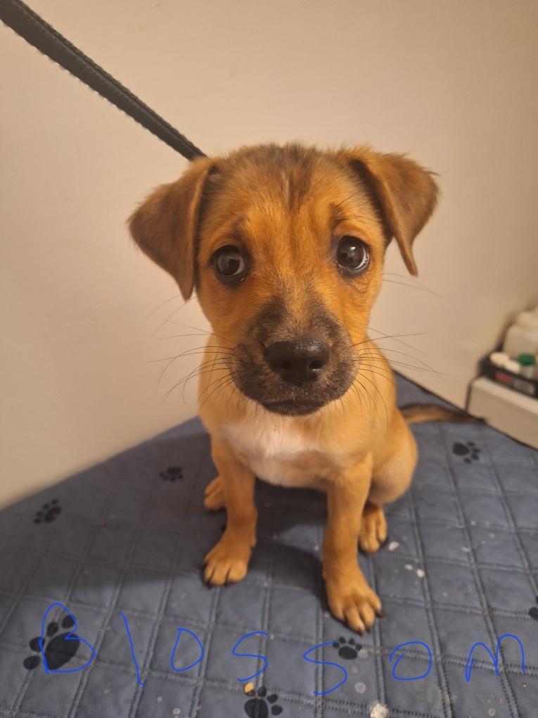 Enlarge Blossom, a Adoptable mixed breed in Melbourne, AR image 1/1