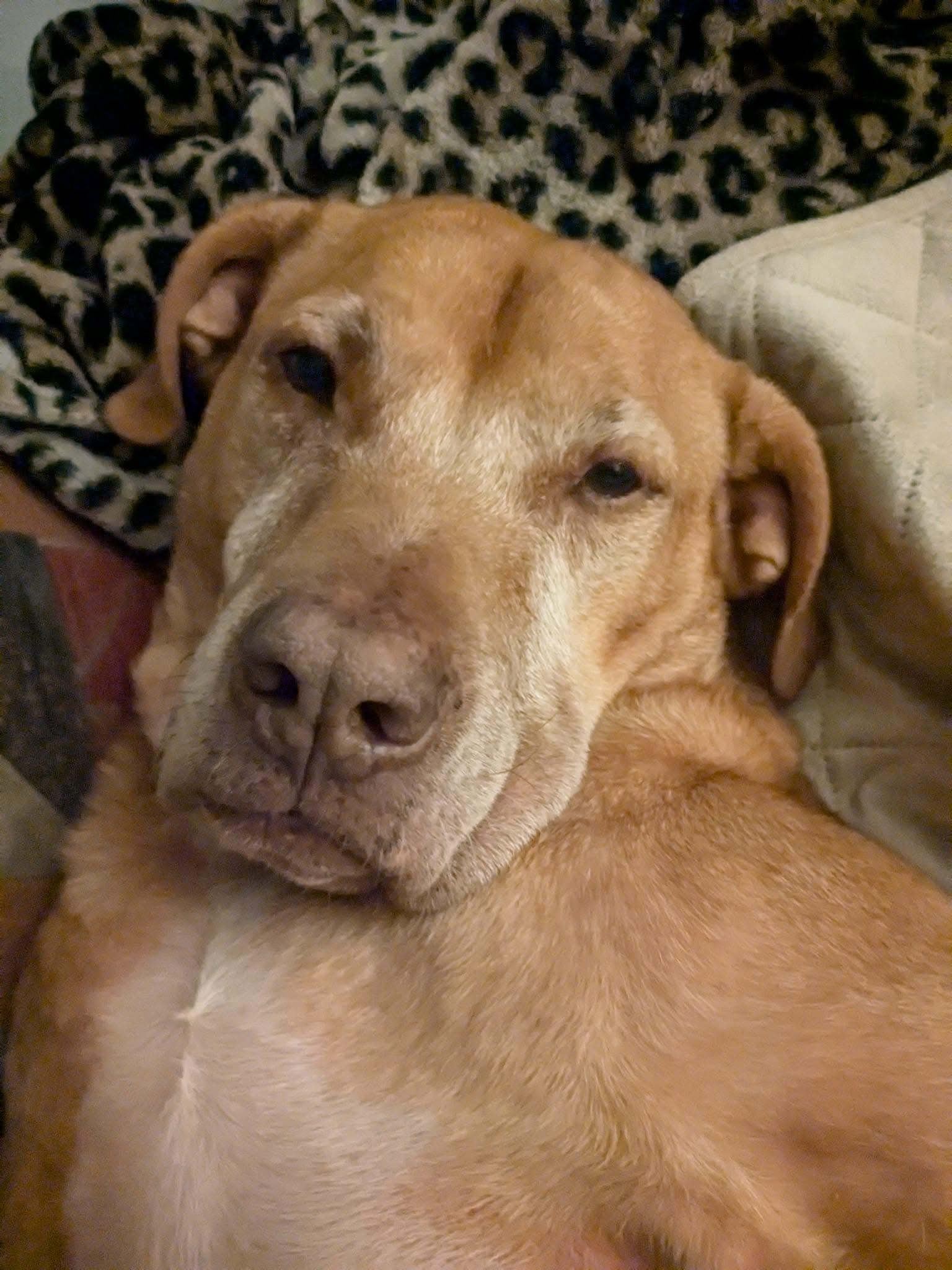 Enlarge Hero, a Adoptable mixed breed in Elizabethtown, PA image 3/3