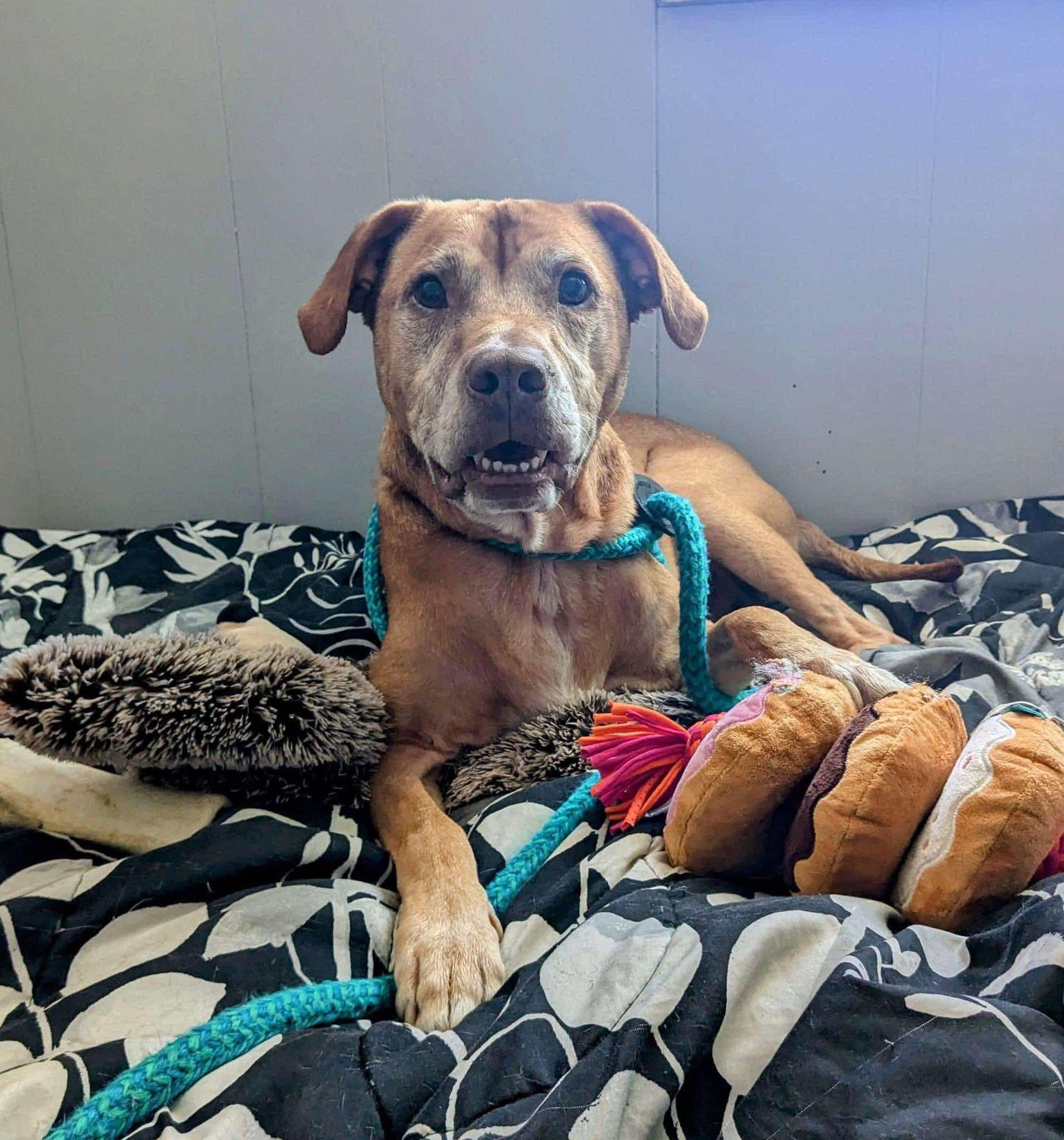 Enlarge Hero, a Adoptable mixed breed in Elizabethtown, PA image 1/3