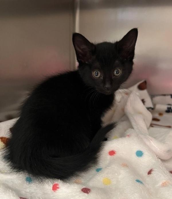 Vixen, Adoptable, Kitten Female Domestic Short Hair.