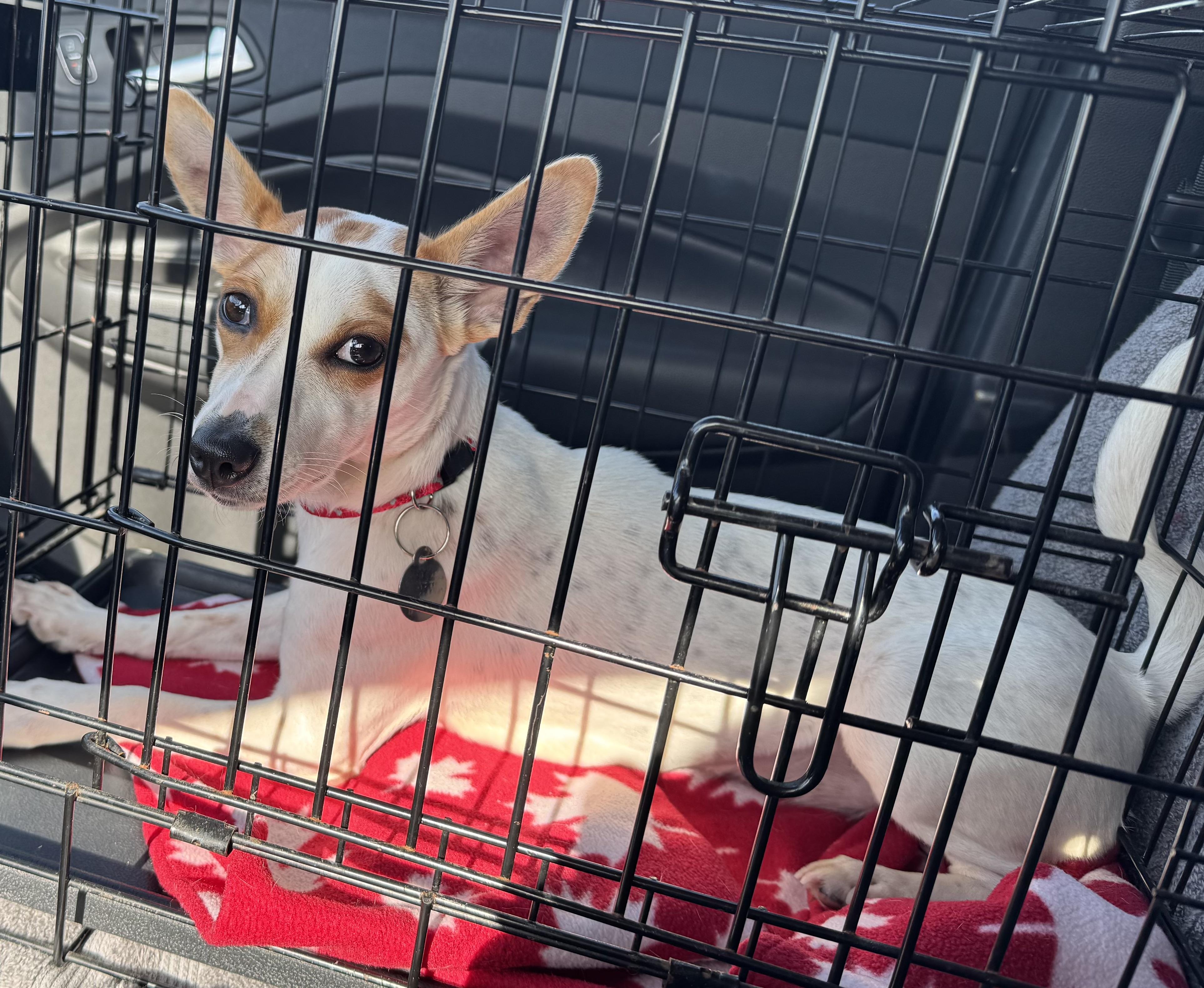 Enlarge Trixie, a Adopted Jack Russell Terrier in St Henry, OH image 1/6