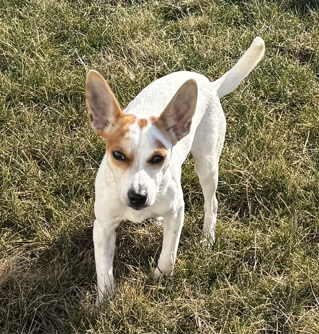 Enlarge Trixie, a Adopted Jack Russell Terrier in St Henry, OH image 2/6