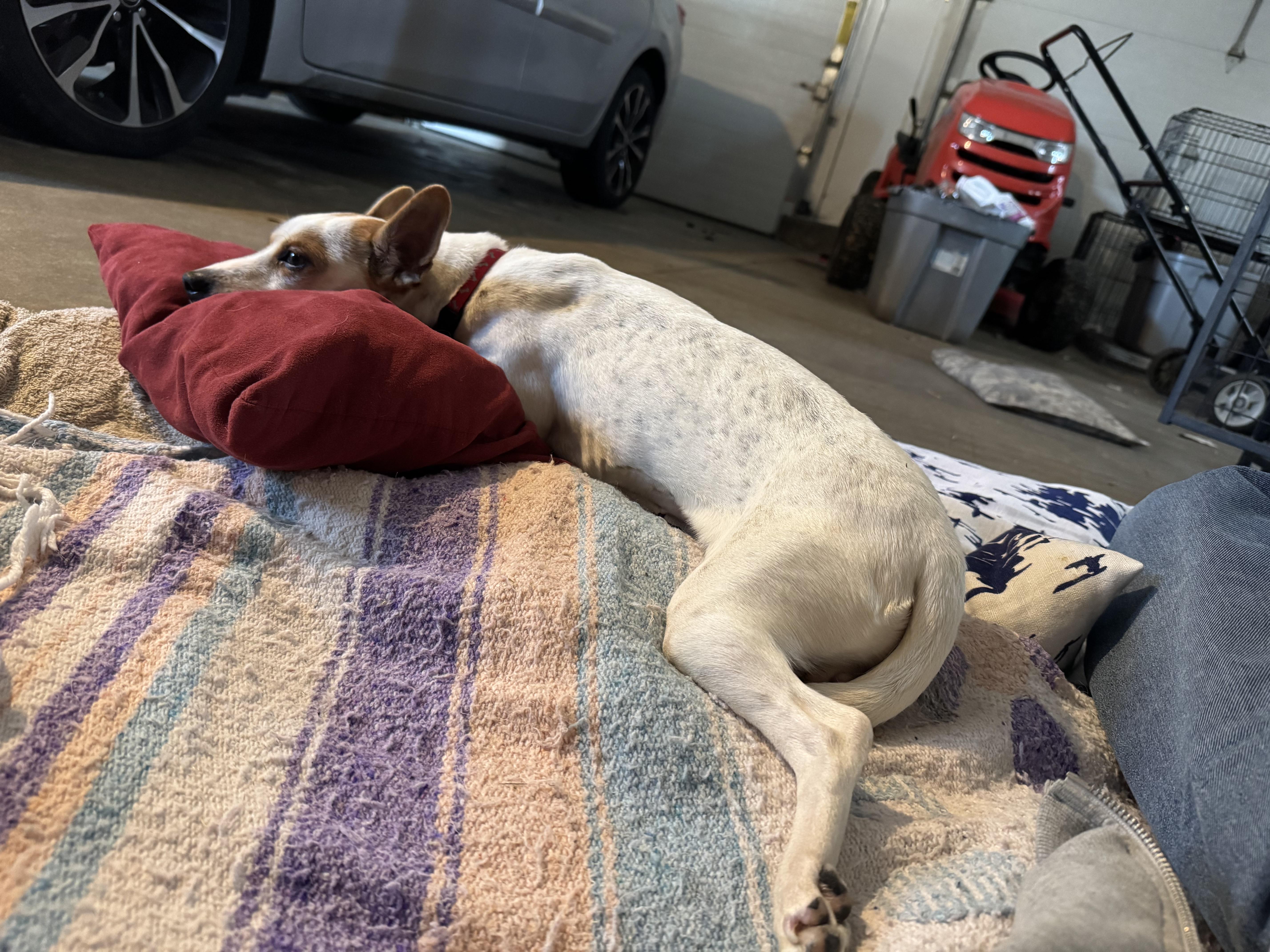 Enlarge Trixie, a Adopted Jack Russell Terrier in St Henry, OH image 3/6