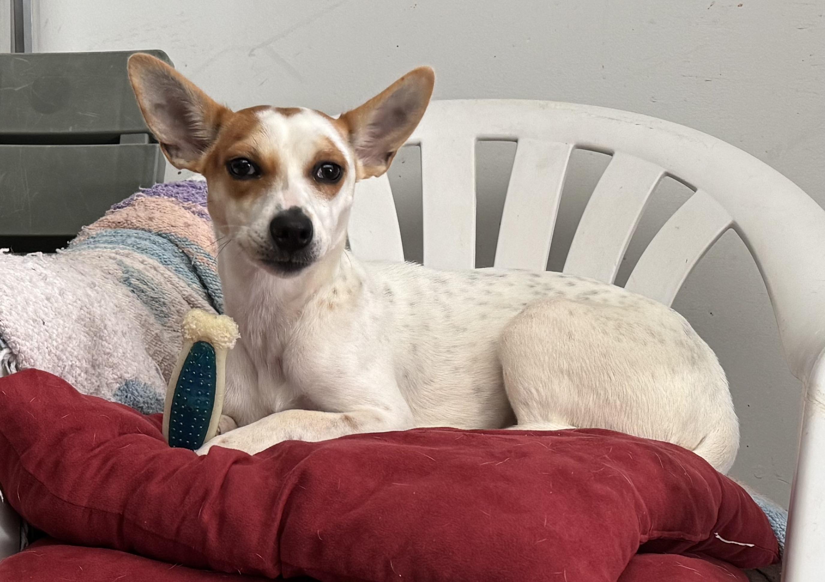 Trixie, Adopted, Young Female Jack Russell Terrier.