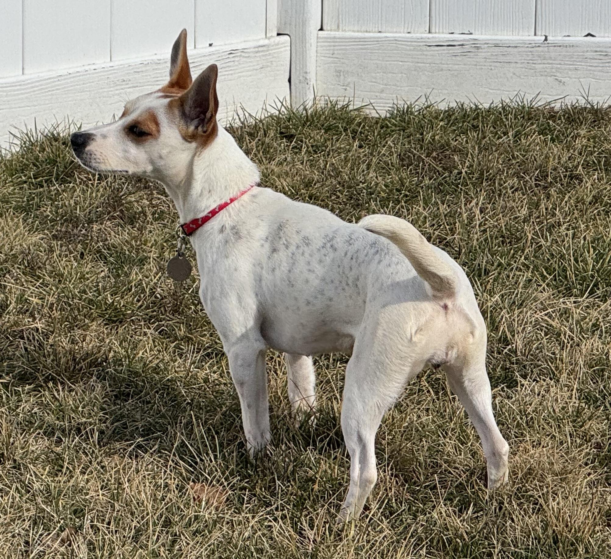 Enlarge Trixie, a Adopted Jack Russell Terrier in St Henry, OH image 5/6