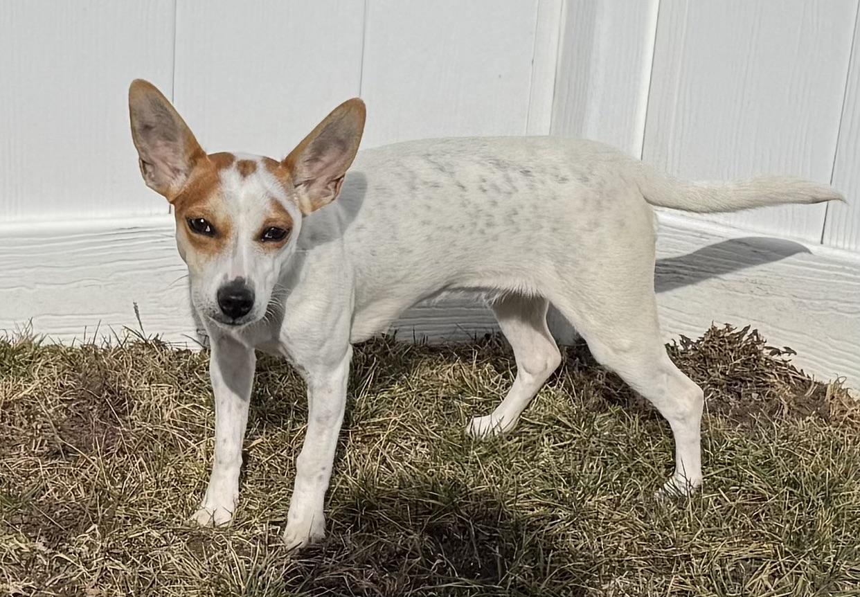 Enlarge Trixie, a Adopted Jack Russell Terrier in St Henry, OH image 6/6