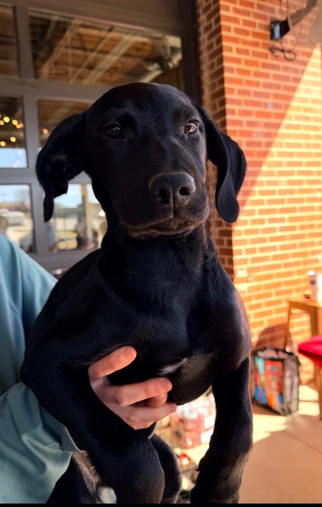 Enlarge Gemma, a Adoptable mixed breed in Sharpsburg, GA image 1/1