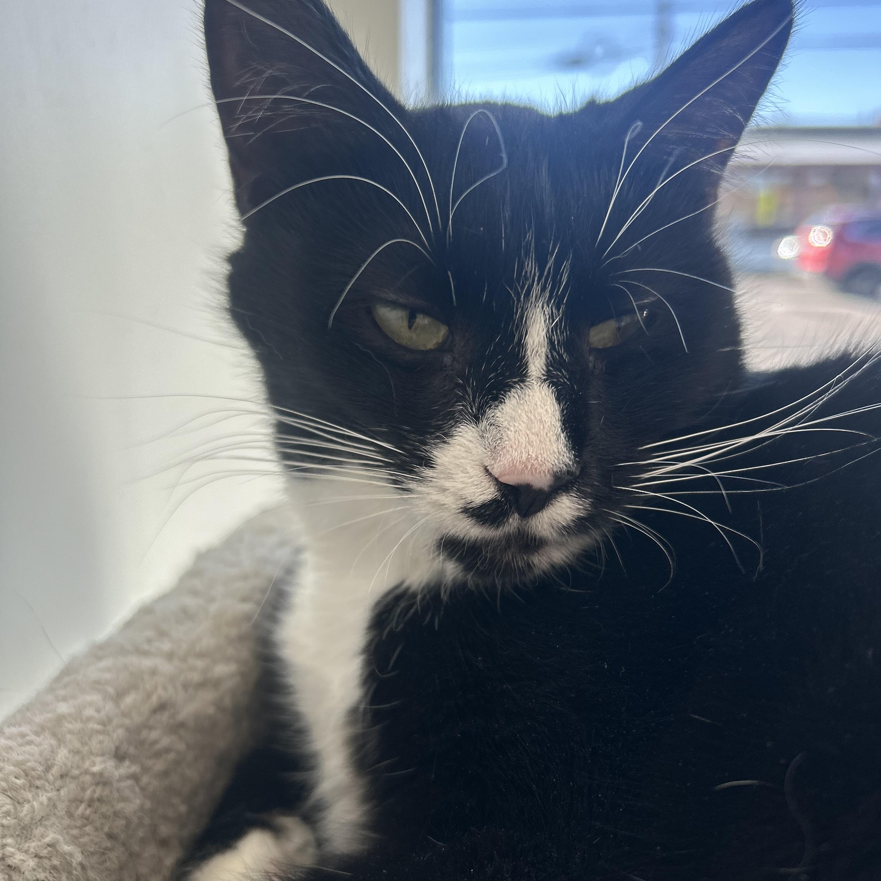 Enlarge Natasha , a ADOPTABLE Domestic Short Hair in Hellertown, PA image 1/3