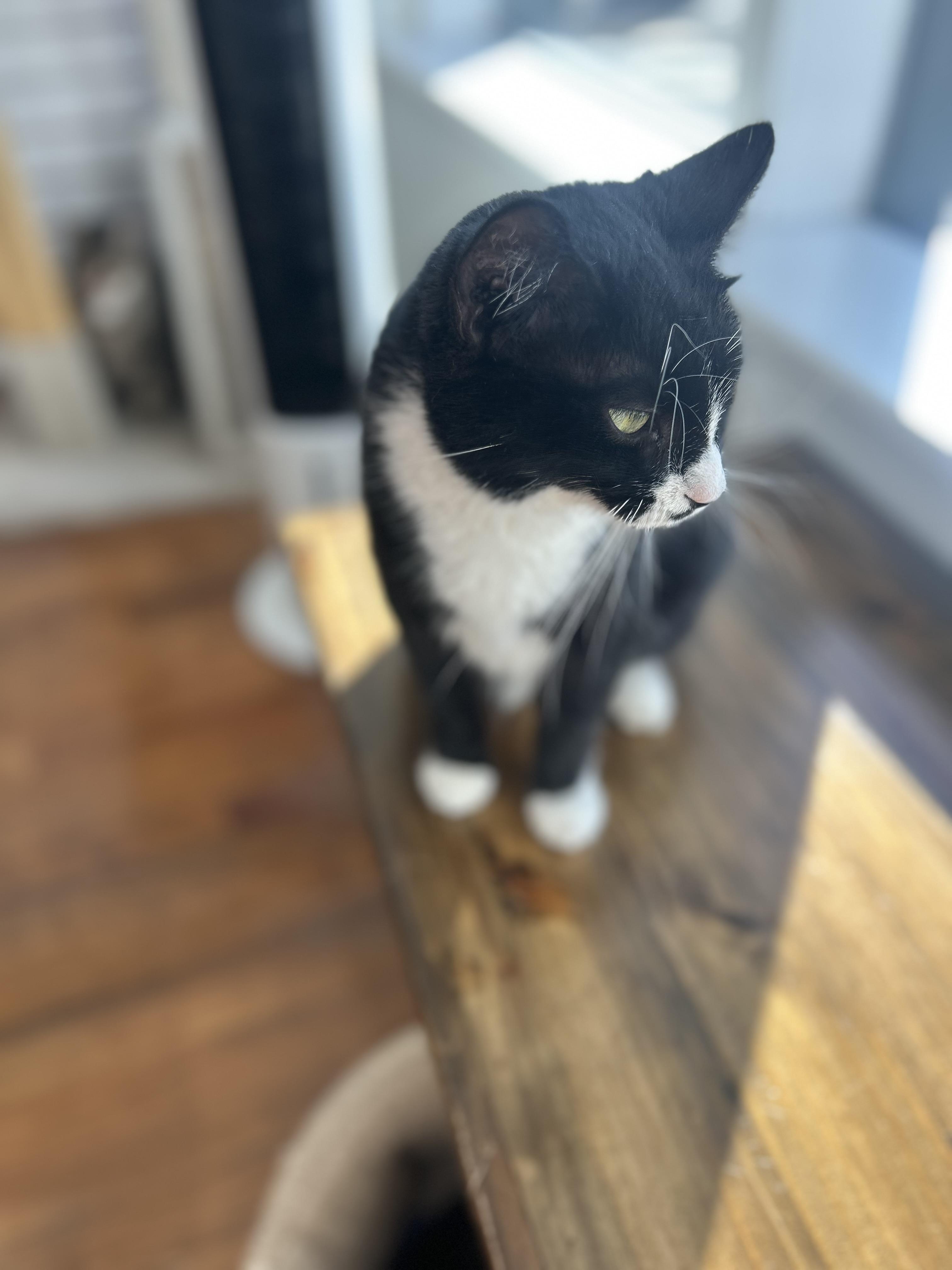 Enlarge Natasha , a ADOPTABLE Domestic Short Hair in Hellertown, PA image 2/3