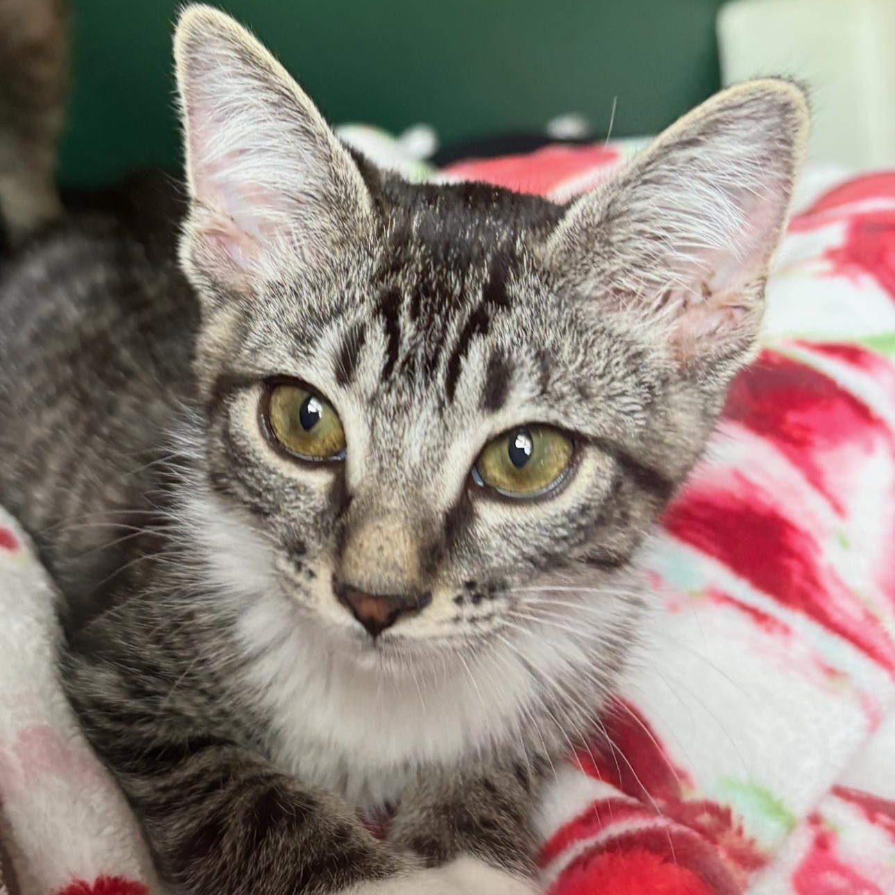 Eclipse, adopted, Kitten Female Domestic Short Hair & Tabby.