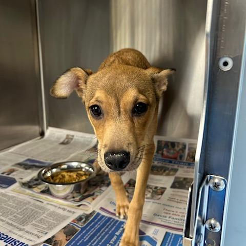 Enlarge Jello, a Adoptable Mixed Breed in Knoxville, TN image 1/1