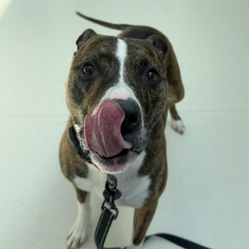 Enlarge Zoey, a Adoptable mixed breed in Warwick, RI image 2/6