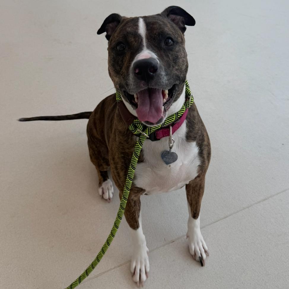 Enlarge Zoey, a Adoptable mixed breed in Warwick, RI image 3/6