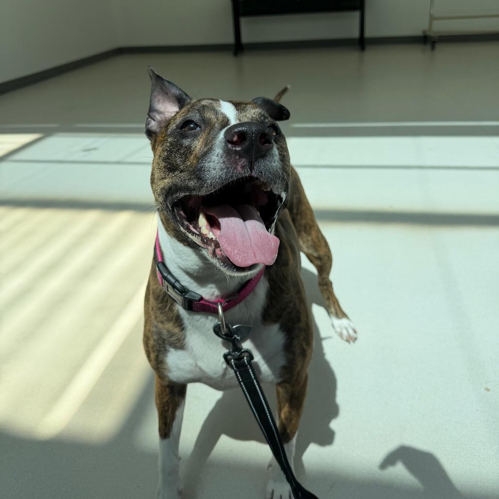 Enlarge Zoey, a Adoptable mixed breed in Warwick, RI image 4/6