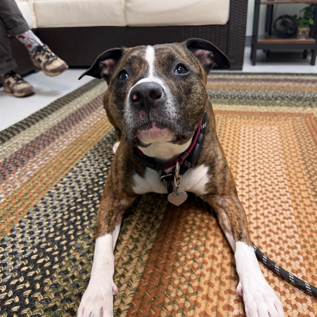 Enlarge Zoey, a Adoptable mixed breed in Warwick, RI image 5/6