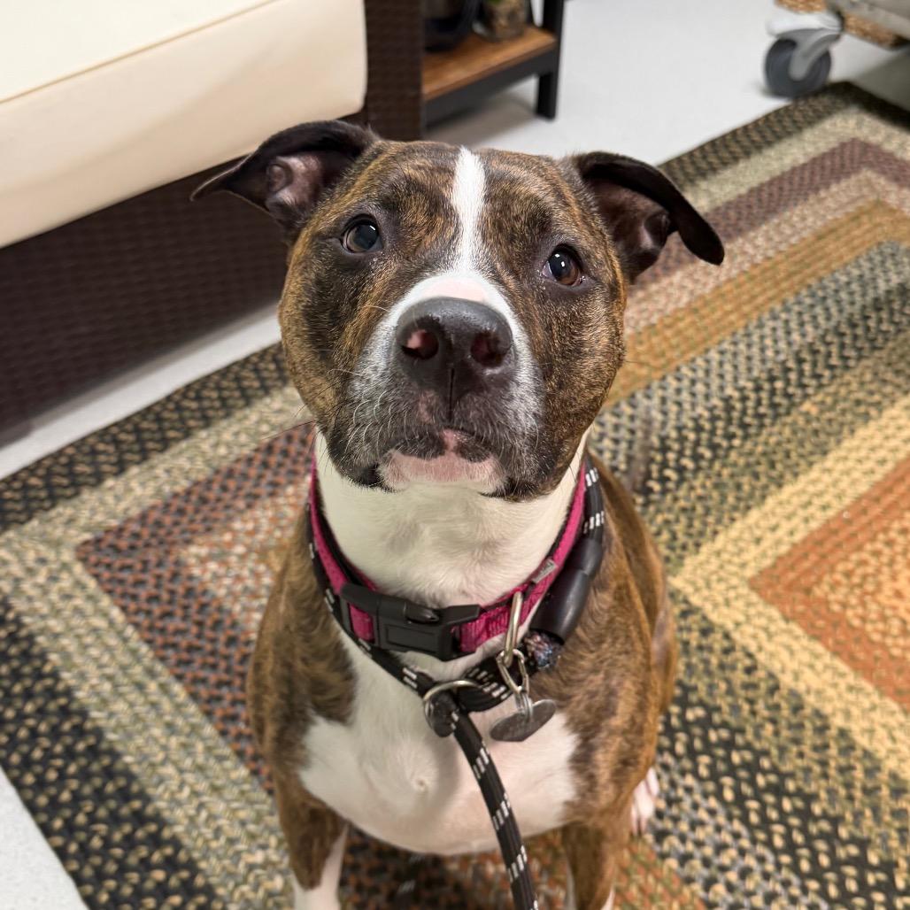 Enlarge Zoey, a Adoptable mixed breed in Warwick, RI image 6/6