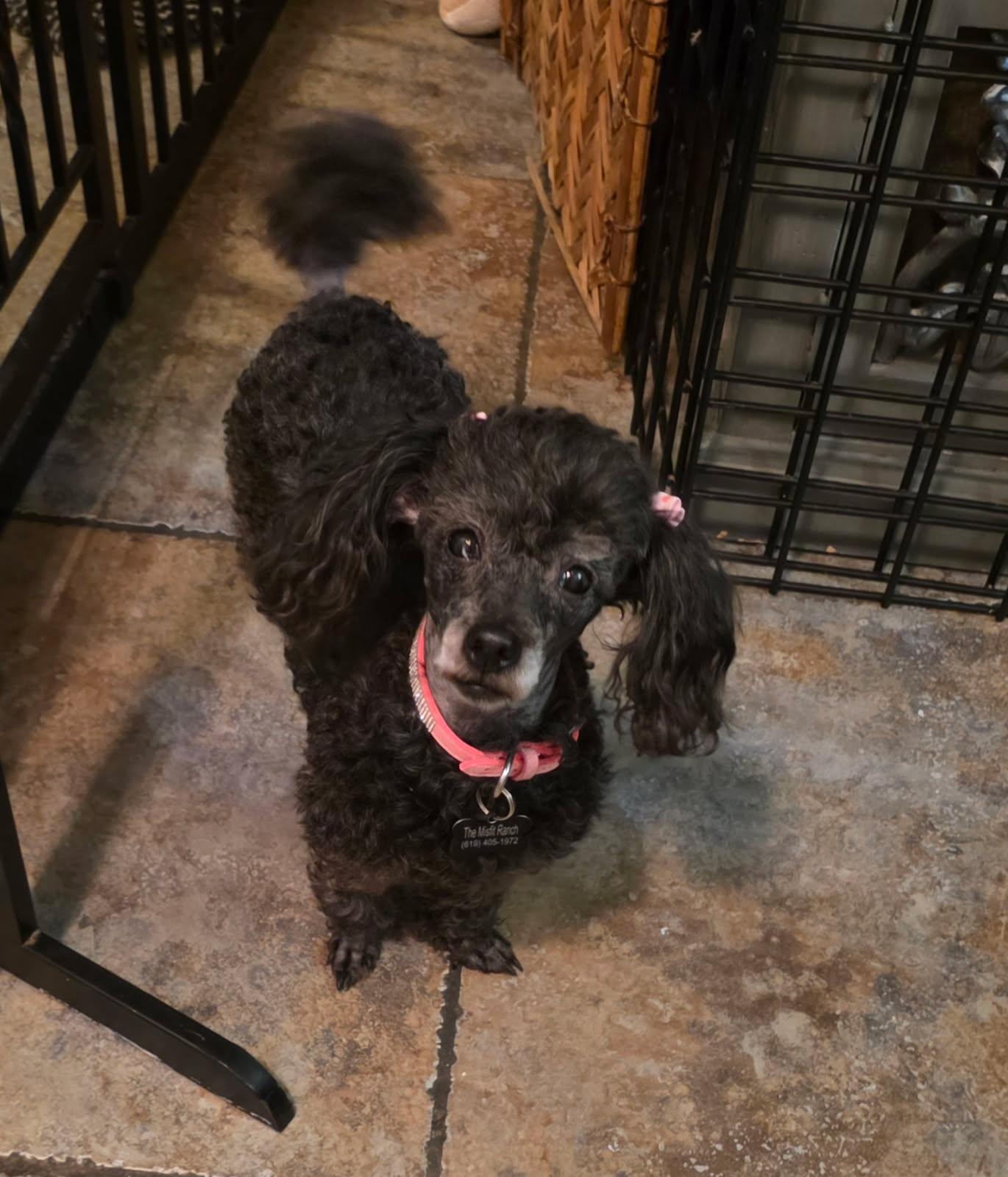 Enlarge Britney Spears, a Adoptable mixed breed in Murrieta, CA image 3/4
