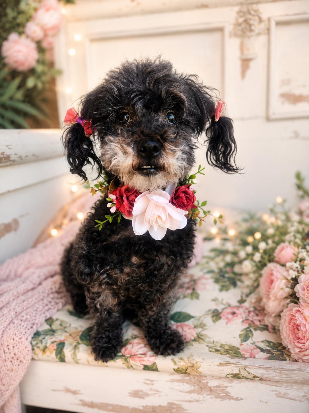 Britney Spears, an adoptable mixed breed in Murrieta, CA image 1/5